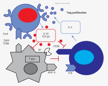 Diagram, HD Png Download, Free Download