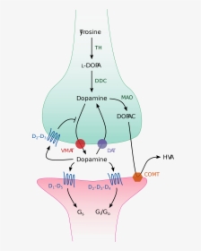 Dopamine, HD Png Download, Free Download