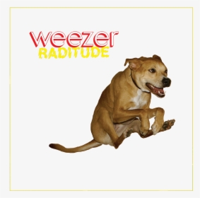 Weezer Dog Dog Like Mammal Dog Breed Snout, HD Png Download, Free Download