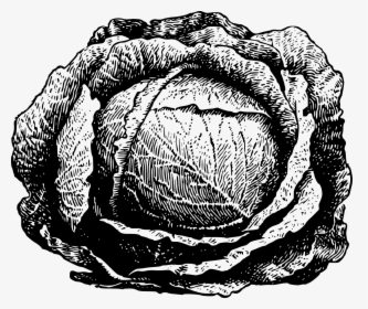 Cabbage Black And White Free, HD Png Download, Free Download