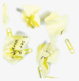 Jasmine, HD Png Download, Free Download