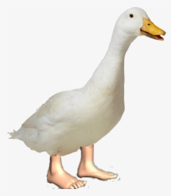 Duck And Duckling Png, Transparent Png, Free Download