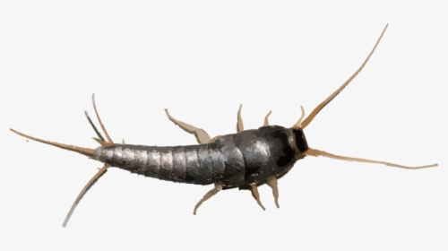 Hr Silverfish, HD Png Download, Free Download