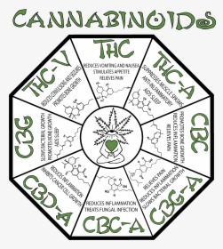 Cannabinoids In Weed Chart, HD Png Download, Free Download