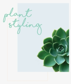 Plant-styling - Christmas Card, HD Png Download, Free Download