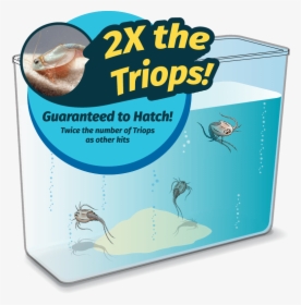 A Triop Tank - Triops World, HD Png Download, Free Download