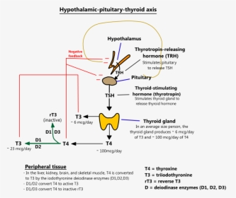 T3 T4 Thyroid, HD Png Download, Free Download