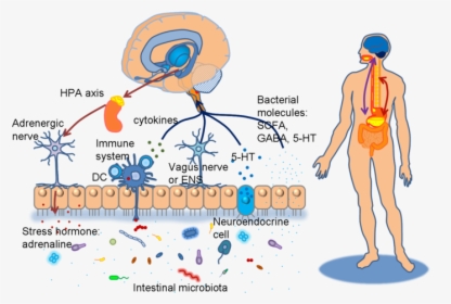 Diagram Of Brain Gut Micorbiota Axis - Gut Microbiota Hpa Axis, HD Png Download, Free Download