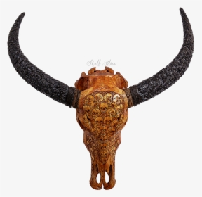 Cattle Horn Water Buffalo Skull Skeleton - Skull, HD Png Download, Free Download
