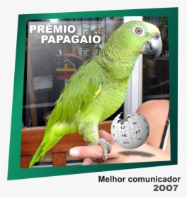 Prêmio Papagaio - Loro Papagaio, HD Png Download, Free Download