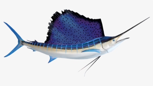 Show Me Pictures Of Sailfish, HD Png Download, Free Download