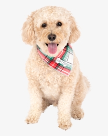 Labradoodle, HD Png Download, Free Download