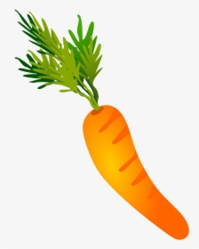 Carrot Drawing - Arracacia Xanthorrhiza, HD Png Download, Free Download