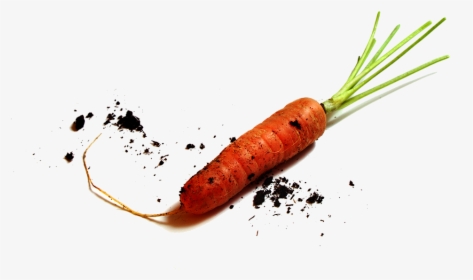Contact Img - Baby Carrot, HD Png Download, Free Download
