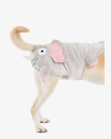 Elephant Dog Costume, HD Png Download, Free Download