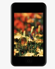 Ipod Touch Nobg - Tagetes Tenuifolia, HD Png Download, Free Download