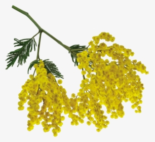 Thumb Image - Yellow Flower Branch Png, Transparent Png, Free Download