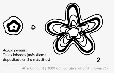 Anomaly Of Stem Passiflora, HD Png Download, Free Download