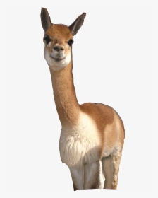 Follow Me On Facebook - Vicuña Png, Transparent Png, Free Download