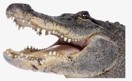 Crocodile Png - Alligator Png, Transparent Png, Free Download