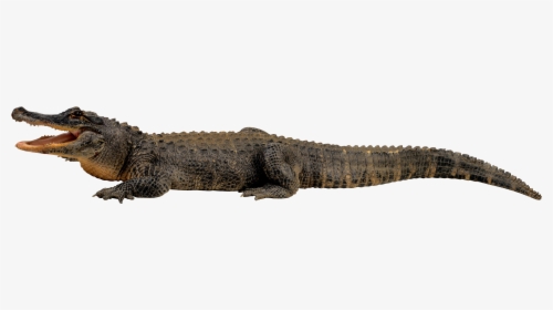 Nile Crocodile Alligator Clip Art - Crocodile Transparent, HD Png Download, Free Download
