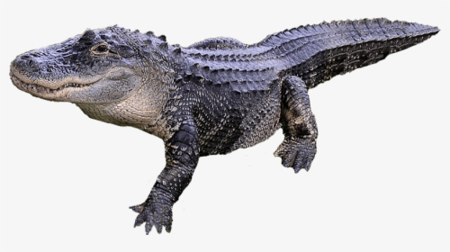 Download Alligator Png Transparent Image - Alligator Transparent Background, Png Download, Free Download