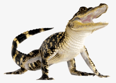 Wikia Visualization Add 3,alligator - Alligator Png, Transparent Png, Free Download