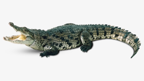 Transparent Background Alligator Png, Png Download, Free Download