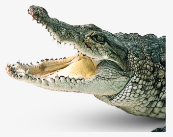 Download Crocodile Png Picture - Transparent Background Alligator Png, Png Download, Free Download