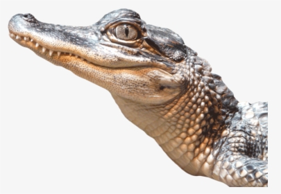 Alligator Png, Transparent Png, Free Download