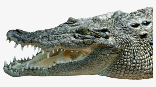 Crocodile Png Image - Picsart Png Magarmach Background, Transparent Png, Free Download