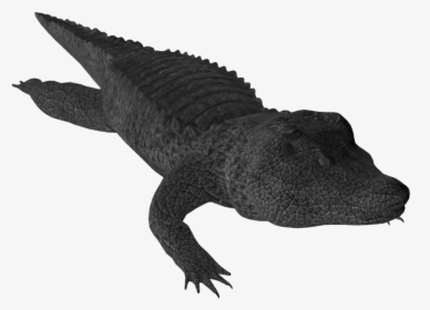 Png Free Download Crocodile Clipart Small Alligator - Nile Crocodile, Transparent Png, Free Download