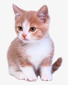 Kitten Cat Puppy Dog Litter Box - Cute Cat Transparent Background, HD Png Download, Free Download