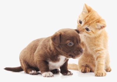 Puppy And Kitten - Happy Kitten And Puppy, HD Png Download, Free Download