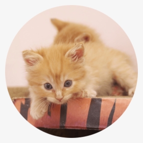 The Kitten Nursery - Kitten, HD Png Download, Free Download