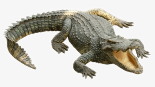 Transparent Alligator High Resolution - Crocodile .png, Png Download, Free Download