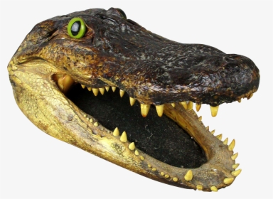 Alligator - Transparent Background Alligator Head Png, Png Download, Free Download