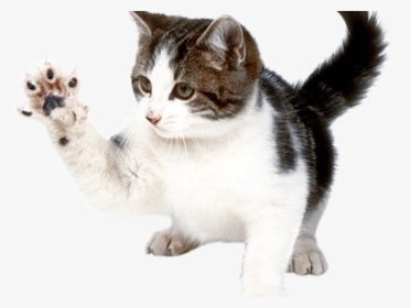Kitten Png Transparent Images - Cat Png, Png Download, Free Download