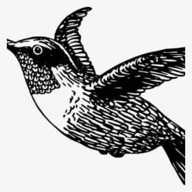 Hummingbird Clipart Thank You Clipart - Hummingbird Png Black And White, Transparent Png, Free Download