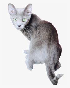 Cat Looking Backwards, HD Png Download, Free Download