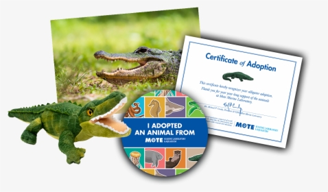 Items Included In Buddy Package - Mote Aquarium Rose Alligator, HD Png Download, Free Download
