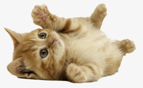 Cute Cat Transparent Background, HD Png Download, Free Download