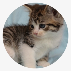 Litter Of Adorable Kittens 543d48951a9e7 - Kitten, HD Png Download, Free Download