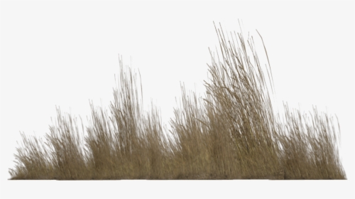 Desert Bush Png - Transparent Brown Grass Png, Png Download, Free Download