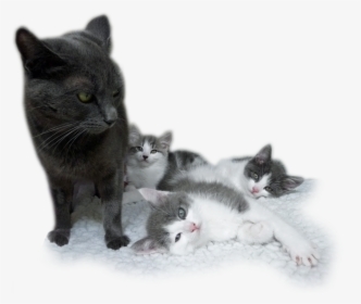 Transparent Kittens Clipart - Kitten, HD Png Download, Free Download