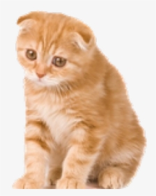 Kitten Png Transparent Images - Scottish Fold Kitten Orange, Png Download, Free Download