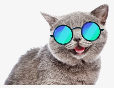 Summer Cat Meme , Png Download - Summer Cat Png, Transparent Png, Free Download