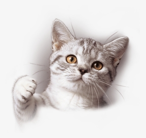 Whiskas Cat Png, Transparent Png, Free Download