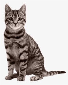 Cats Png Free Images, Download - Transparent Cat Png, Png Download, Free Download