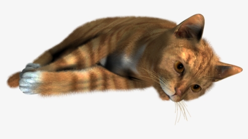 Cute Cat Sleeping Png - Transparent Background Cat Png Transparent, Png Download, Free Download